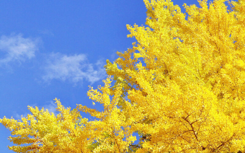 １１月のイチおしスタッフ