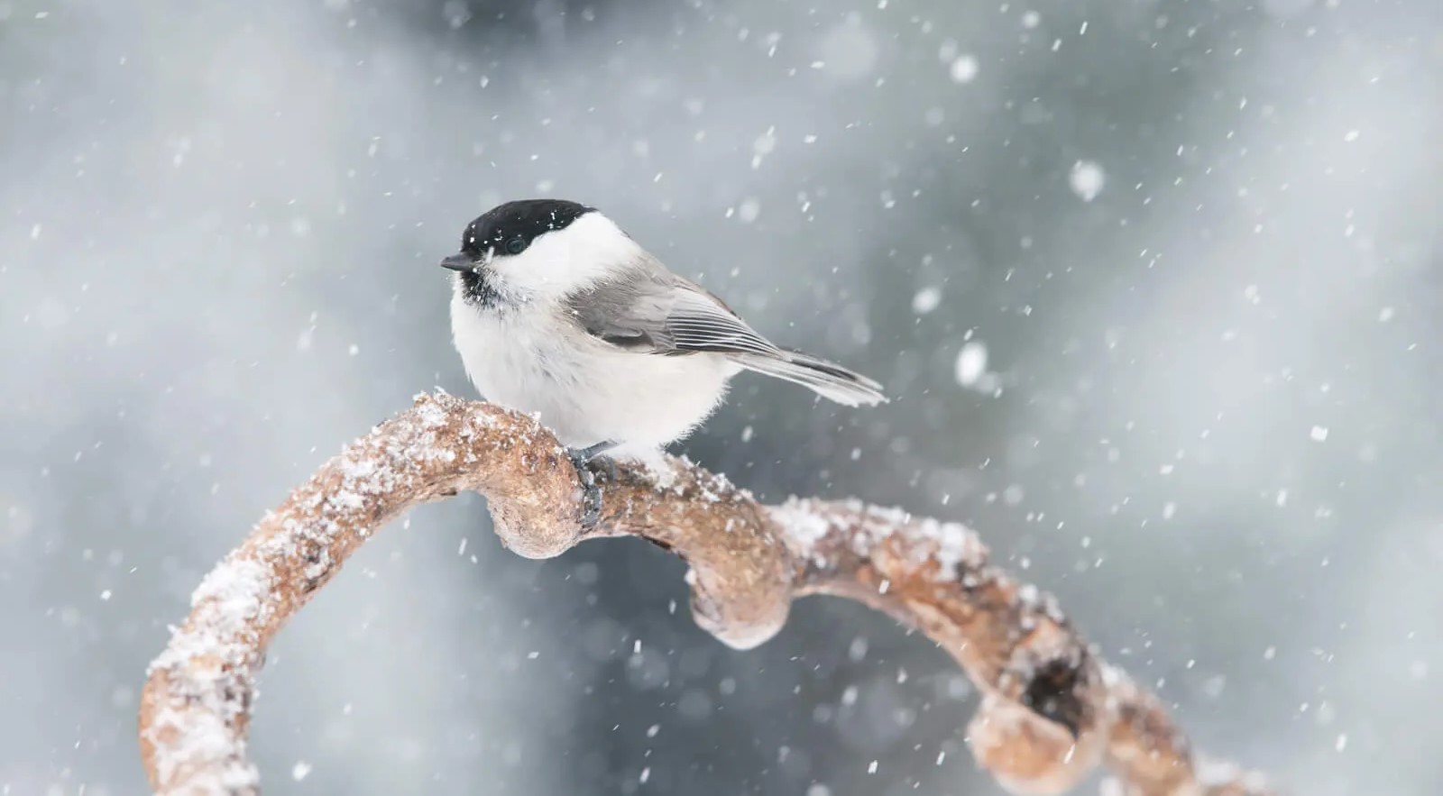 ２月のイチおしスタッフ